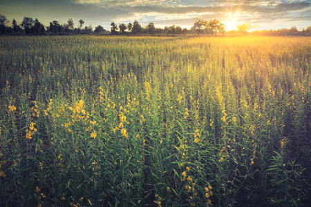 Yellow flower fields with sunset damatic landscape nature background.の写真素材