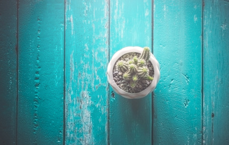 top view cactus flower on ocean blue wood table morning summer time concept.の写真素材