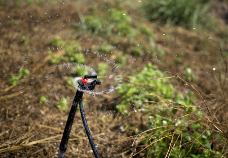 sprinkler head watering the bush.の写真素材
