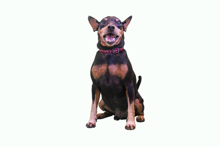 Isolated dog. Dobermann Pinscher breed.の写真素材