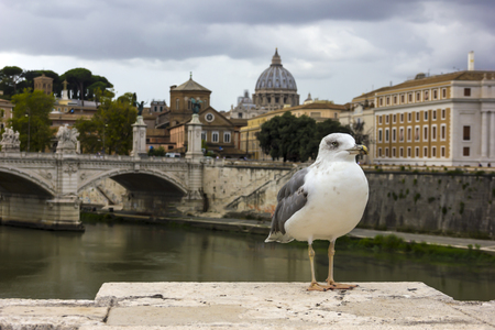 Ponte Vittorio Emanuele II, Vatican Cityscape and a seagullのeditorial素材