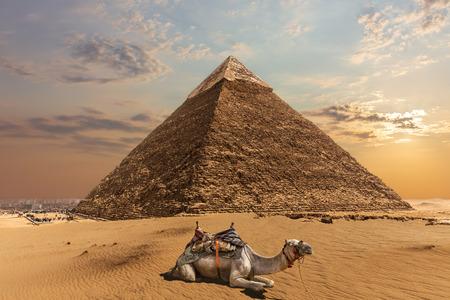 A camel by the Pyramid of Chephren, Giza, Egyptの写真素材