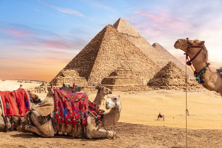 Camels near the Pyramids of Giza, Egyptの写真素材