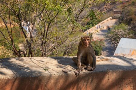 Cute monkey of India, Monkey Temple or Galta Ji Temple in Jaipurの写真素材