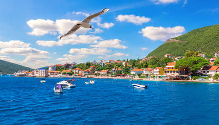 Seagull flying by the Coast of the Adriatic sea and Yachts, Kotor area, Montenegro.の写真素材