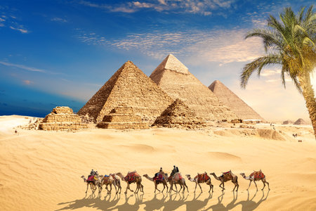 Camels in the sands by the Great Pyramids of Giza, Cairo, Egypt.の写真素材