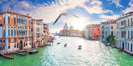 A seagull flies by the Grand Canal buildings, Venice, Italy.の写真素材