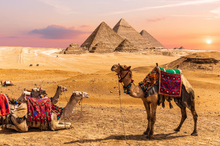 Camel caravan resting in the desert near the Pyramids of Egypt, Giza.の写真素材