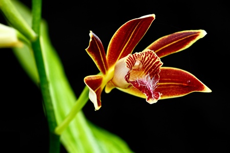 Wild orchid, Thailandの写真素材