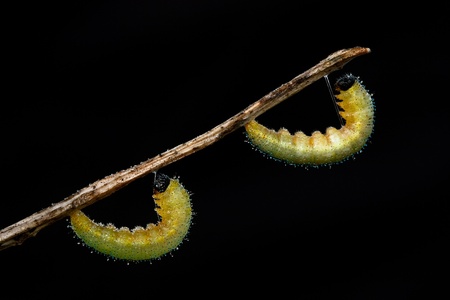 caterpillarの写真素材