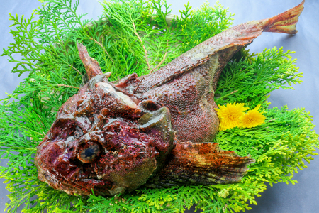 Stonefishの写真素材