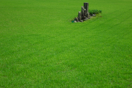 Grave in the lawnの写真素材