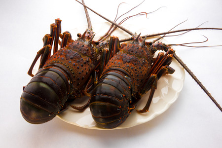 Spiny lobsterの写真素材