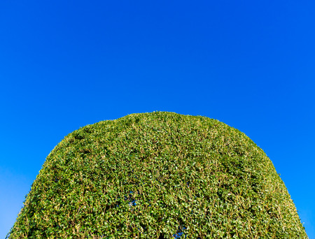 Round silhouette treeの写真素材