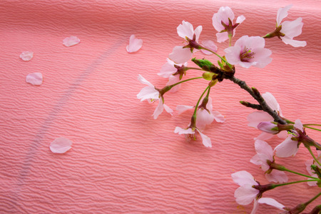 Background material Cherry blossomsの写真素材