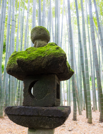 Bamboo grove and stone lanternの写真素材