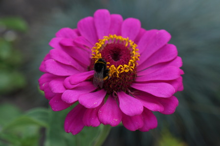 Elegant zinnia pink with yellow center flower close up with bumblebee.の写真素材