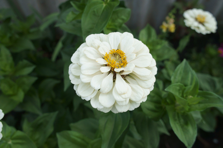 Elegant zinnia white with yellow center flower.の写真素材