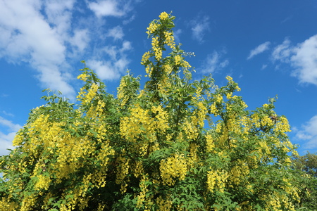 Cytisus (Broom) shrub yellow flowers on a blue sky background.の写真素材