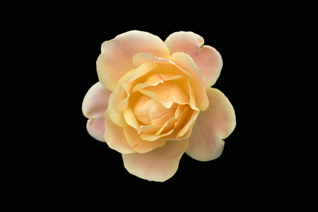 One rosa 'Anne Harkness' apricot-yellow flower isolated on blackの写真素材