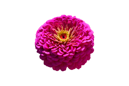 Elegant zinnia pink flower isolated on white.の写真素材
