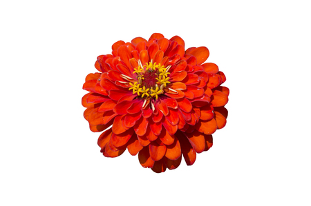 Elegant zinnia red flower isolated on white.の写真素材