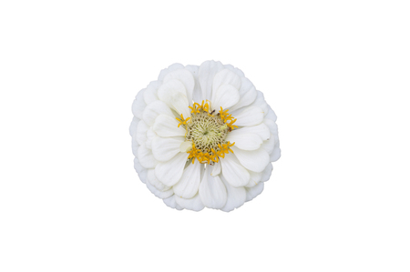 Elegant zinnia white flower isolated on white.の写真素材