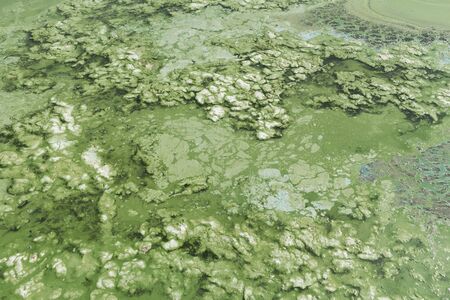 Algae polluted green water on a summer.の写真素材
