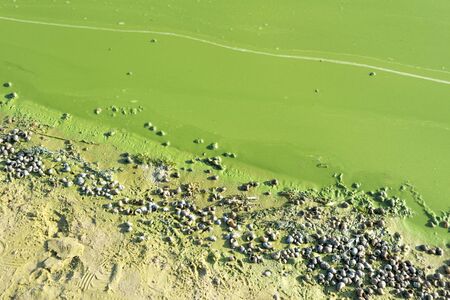 Riverside with algae polluted green water and dead river shells.の写真素材