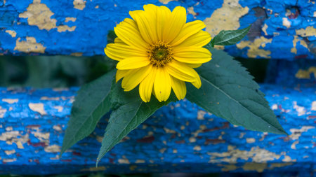Yellow heliopsis flower with green leaves against the background of old yellow-blue wooden fenceの写真素材
