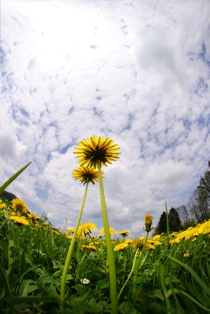 Spring flowers in the field on a sunny dayの写真素材