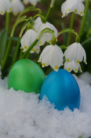 Lillies of the valley with snow with eggsの写真素材