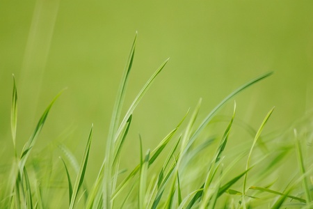 closeup of grass outdoors  very shallow DOF