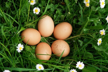 organic eggs in the meadow on a sunny dayの写真素材