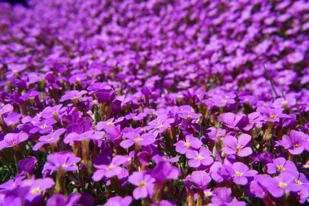 Close-up of some violett flowers sea of flowersの写真素材