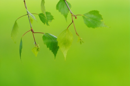 green leaves foliage at springtime outside in the natureの写真素材