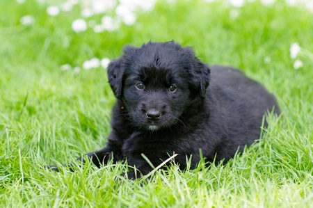 cute puppies in the meadow in spring timeの写真素材