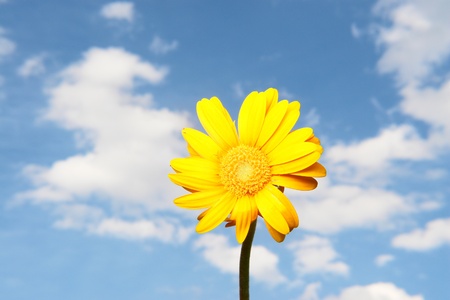 Gerbera against the sky on a sunny dayの写真素材
