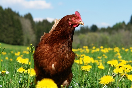 Hen outside in the meadow at springtimeの写真素材