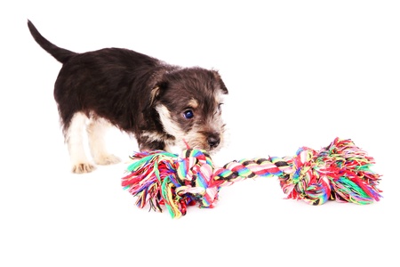 little puppies isolated on a white backgroundの写真素材