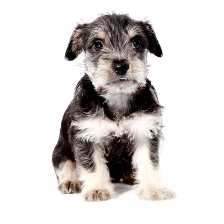 little puppies isolated on a white backgroundの写真素材