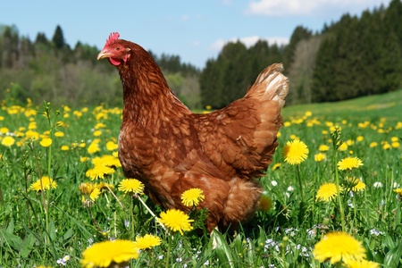 Hen outside in the meadow at springtime Hen outside in the meadow at springtime