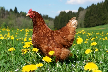 Hen outside in the meadow at springtime