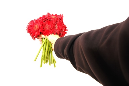 beautiful red Gerbera on backgroundの写真素材