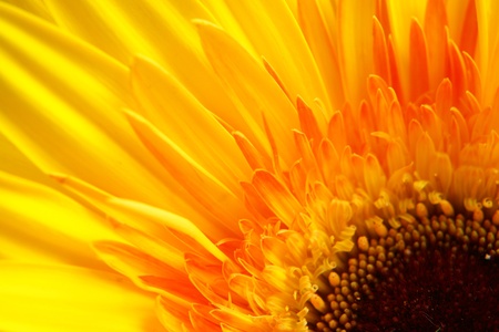yellow gerbera close-up...........の写真素材