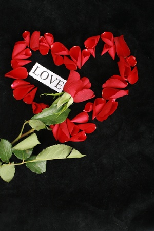 roses and heart...........の写真素材