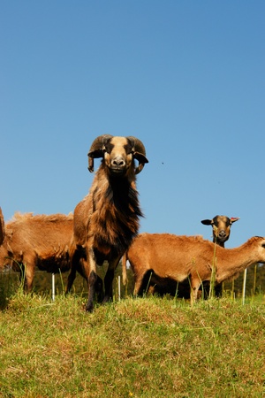 brown sheep on a hillの写真素材