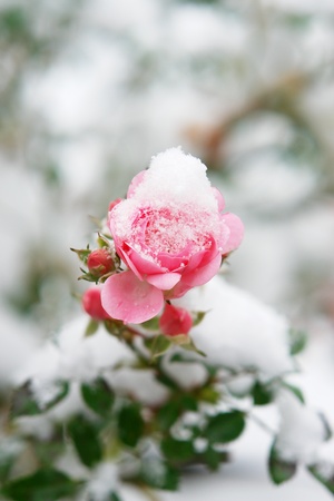 Close-up of a pink rose with snowの写真素材