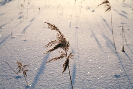 Details of a beautiful snow surface perfect for backgrounds on greeting cards etc.の写真素材
