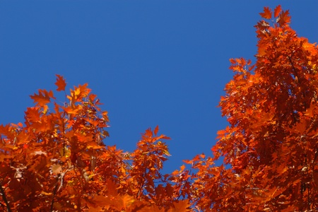 beautiful autumn 